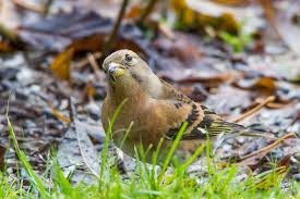 Attēlu rezultāti vaicājumam “Fringilla montifringilla female”