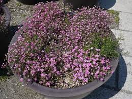 Attēlu rezultāti vaicājumam “Gypsophila muralis fruit”