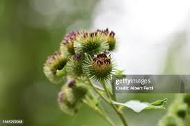 Attēlu rezultāti vaicājumam “Arctium lappa fruit”