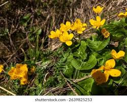 Attēlu rezultāti vaicājumam “Trollius europaeus leaf”
