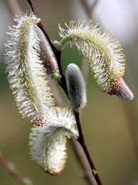 Attēlu rezultāti vaicājumam “Salix myrsinifolia female flower”