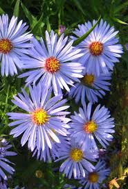 Image result for Aster lanceolatus