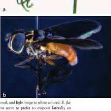 Attēlu rezultāti vaicājumam “Cylindromyia sp.”