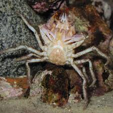 Image result for Hyas coarctatus