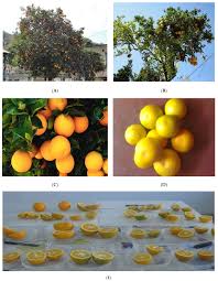 Attēlu rezultāti vaicājumam “Juglans x sinensis fruit”