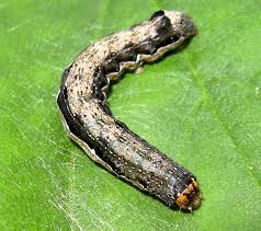 Attēlu rezultāti vaicājumam “Anacampsis blatariella”