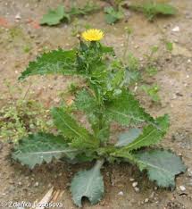 Attēlu rezultāti vaicājumam “Sonchus asper”
