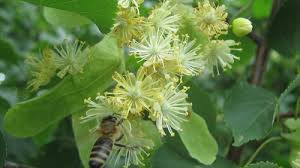 Attēlu rezultāti vaicājumam “Tilia amurensis”