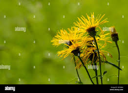 Attēlu rezultāti vaicājumam “Inula salicina flower”