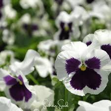 Image result for Viola wittrockiana