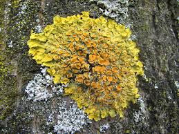 Attēlu rezultāti vaicājumam “Xanthoria parietina”