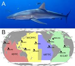 Image result for Carcharhinus falciformis
