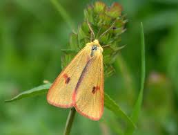 Attēlu rezultāti vaicājumam “Diacrisia sannio male”