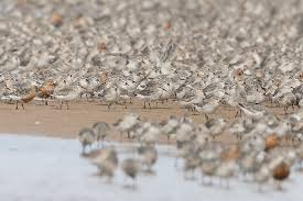 Image result for England Staffordshire Birding Club