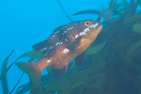 Image result for Cymatoceps nasutus