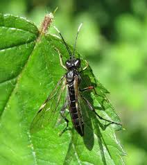 Attēlu rezultāti vaicājumam “Tenthredo campestris female”