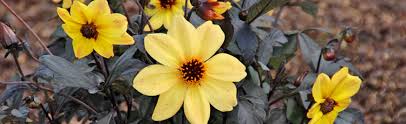 Image result for Dahlia x pinnata `Redskin`