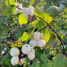 Attēlu rezultāti vaicājumam “Symphoricarpos albus fruit”