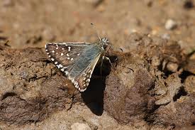 Attēlu rezultāti vaicājumam “Pyrgus alveus underside”