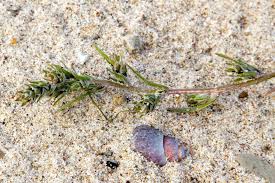 Attēlu rezultāti vaicājumam “Corispermum hyssopifolium”