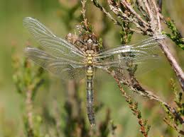 Attēlu rezultāti vaicājumam “Leucorrhinia albifrons”