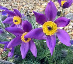 Attēlu rezultāti vaicājumam “Pulsatilla pratensis flower”