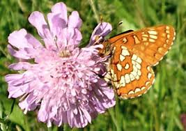 Attēlu rezultāti vaicājumam “Euphydryas maturna larva”