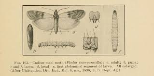 Attēlu rezultāti vaicājumam “Plodia interpunctella”