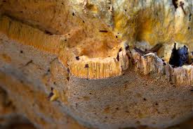 Attēlu rezultāti vaicājumam “Hapalopilus croceus”