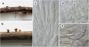 Attēlu rezultāti vaicājumam “Hymenoscyphus sp.”