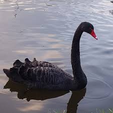 Image result for South Yorkshire Swans