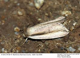 Attēlu rezultāti vaicājumam “Mythimna flammea”