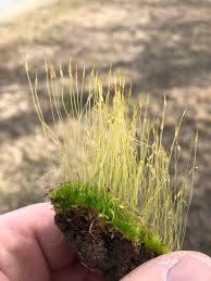 Attēlu rezultāti vaicājumam “Funariales”