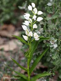Attēlu rezultāti vaicājumam “Cephalanthera longifolia”
