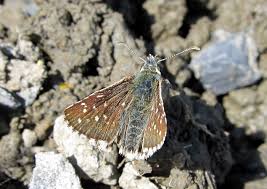 Attēlu rezultāti vaicājumam “Pyrgus alveus upperside”