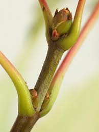 Attēlu rezultāti vaicājumam “Acer saccharinum bud”