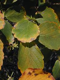 Attēlu rezultāti vaicājumam “Hamamelis vernalis leaf”