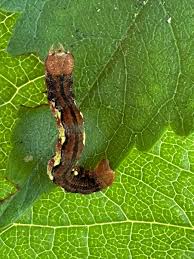 Attēlu rezultāti vaicājumam “Erannis defoliaria larva”