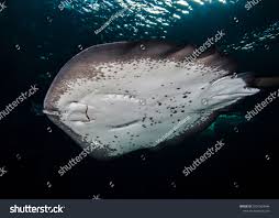 Image result for Bathytoshia brevicaudata