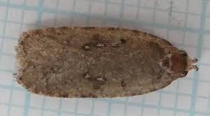 Attēlu rezultāti vaicājumam “Agonopterix heracliana”