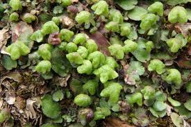 Attēlu rezultāti vaicājumam “Reboulia hemisphaerica”