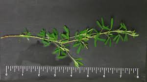 Attēlu rezultāti vaicājumam “Licea chelonoides sessile”