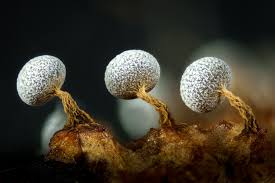 Attēlu rezultāti vaicājumam “Physarum rubiginosum”