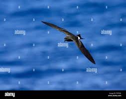 Image result for Oceanodroma castro