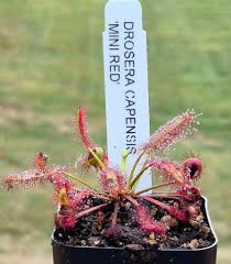 Image result for Drosera