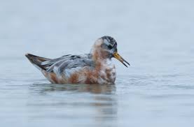 Attēlu rezultāti vaicājumam “Phalaropus fulicarius adult”