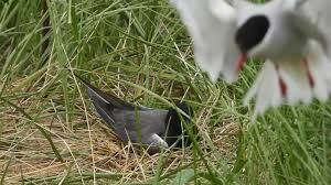 Attēlu rezultāti vaicājumam “Chlidonias niger eggs”