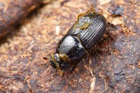 Attēlu rezultāti vaicājumam “Aphodius subterraneus”