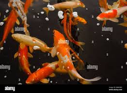 Image result for Cyprinus rubrofuscus