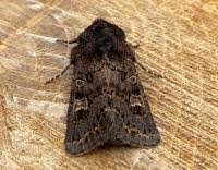 Attēlu rezultāti vaicājumam “Tholera cespitis”